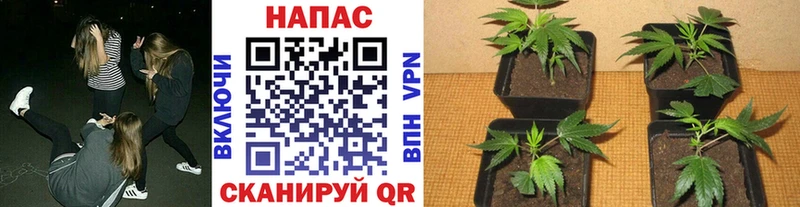 Каннабис SATIVA & INDICA  Купить  Мценск 